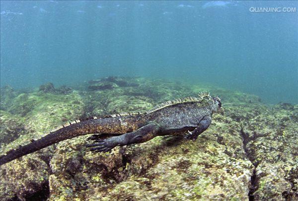  p>海鬣蜥(学名: i>amblyrhynchus cristatus /i