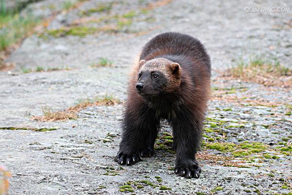  p>貂熊,学名: i>gulo gulo /i>(linnaeus,1758),属于 a target="