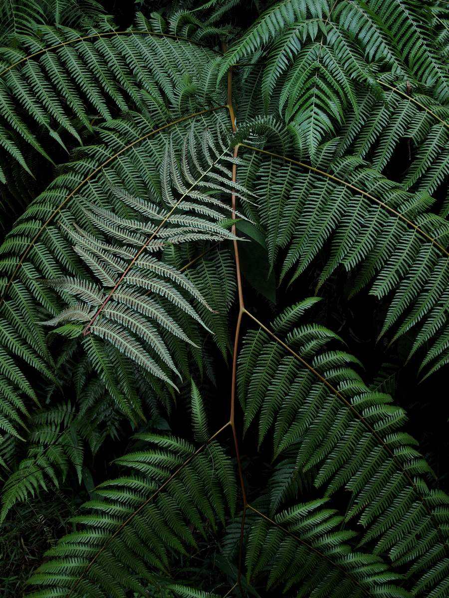  p>截基盾蕨(学名: i>neolepisorus truncatus /i> ching et p. s.