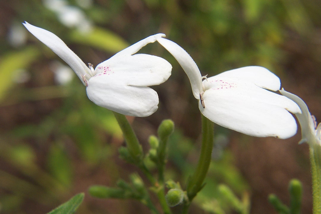  p>白鹤草(rhinacanthus nasutus ( l.