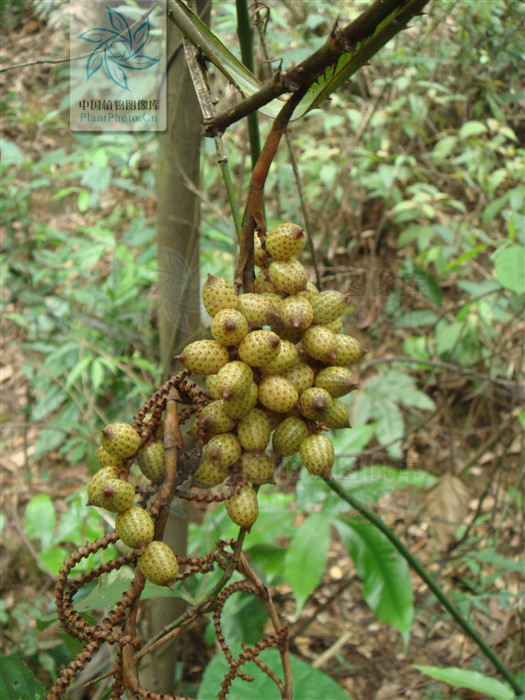 叶羽状全裂,顶端不具纤鞭;羽片整齐排列;叶柄被黑褐色鳞秕,具整齐成列