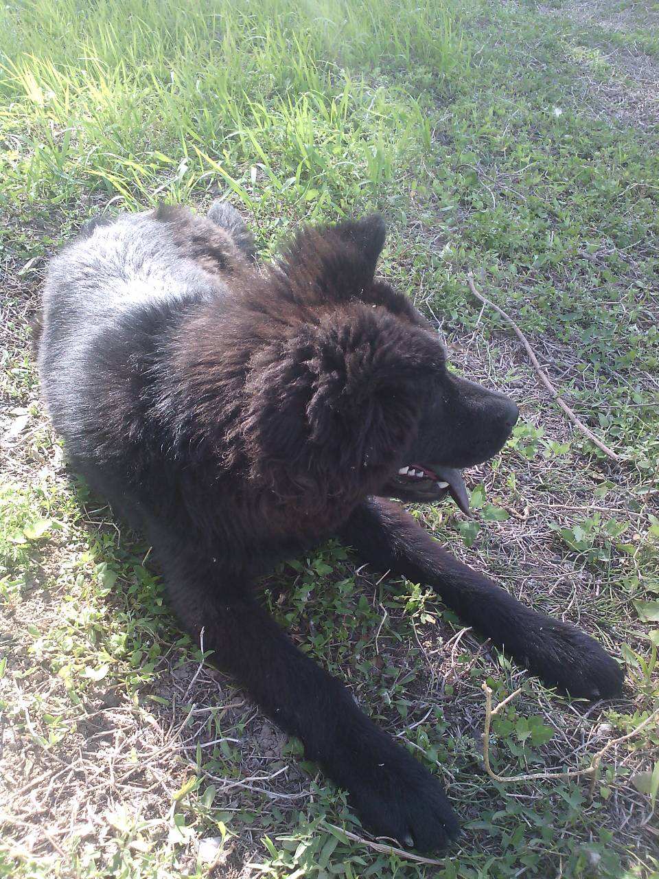 瑞典瓦汉德犬