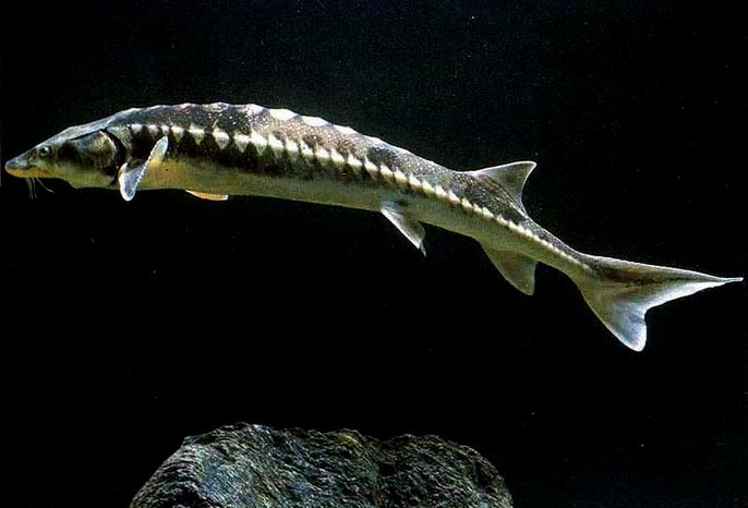  p>鲟形目,acipenseriformes,是辐鳍鱼纲下的一目.  