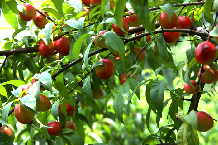 xiza">千年红,属于培育 a target="_blank" href="/item/植物/142914"