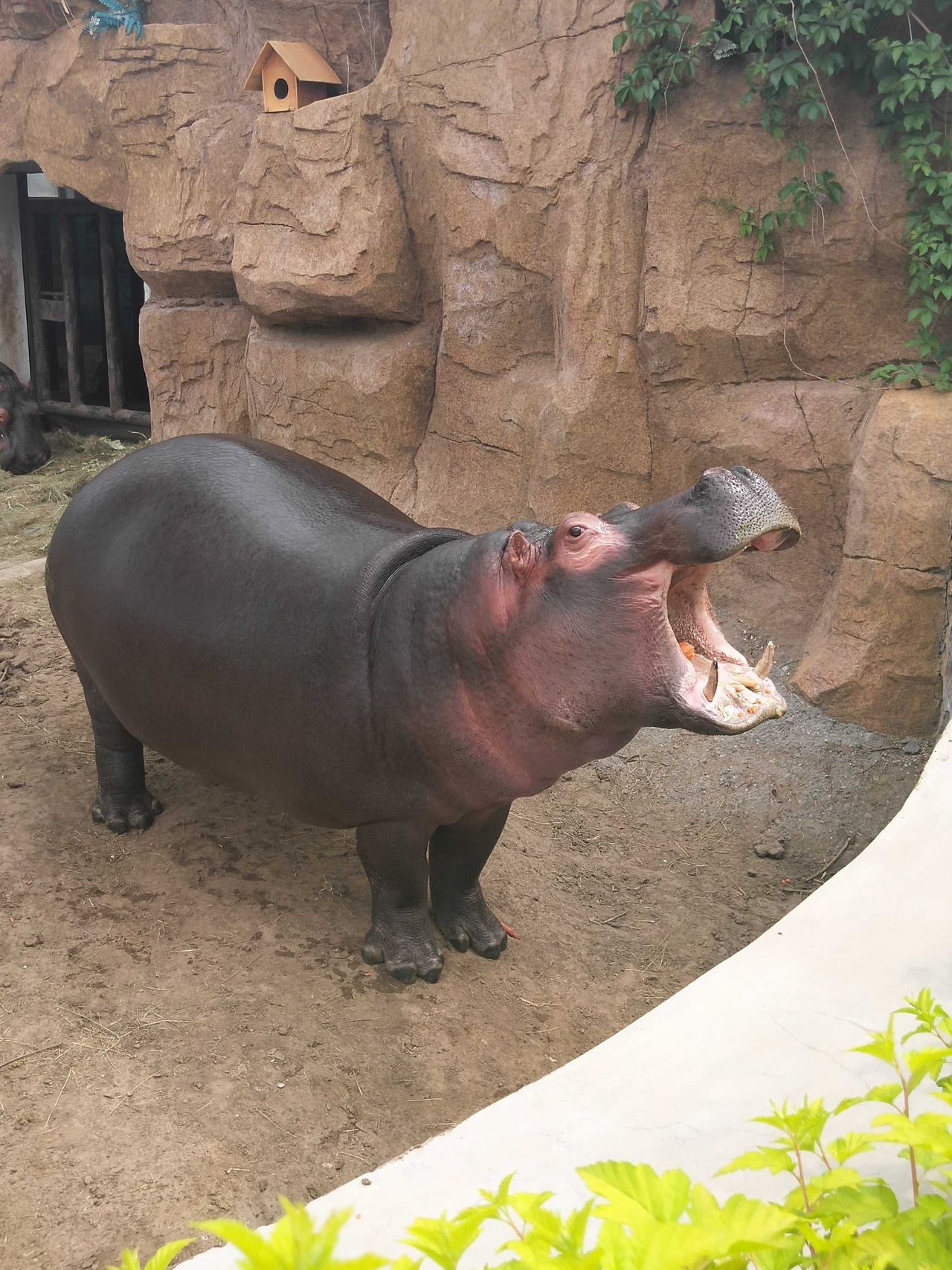 河马是巨大的陆栖动物之一,亦是陆地上体型(按平均值算)仅次于大象和