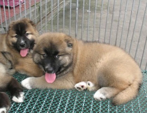  p>高加索牧羊犬(caucasian sheepdog)是一种强有力的运动型犬,护主
