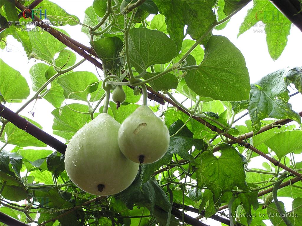  p data-id="ta2mup4n7t7s">瓢瓜为葫芦 span