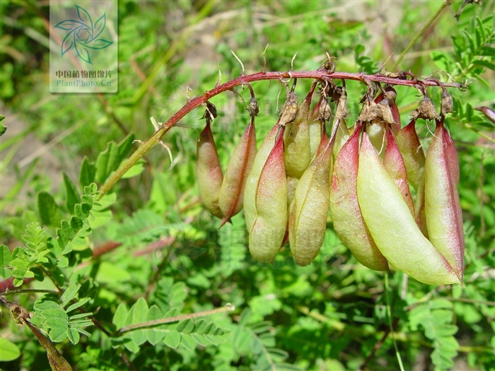  p>六盘山棘豆(学名:oxytropis ningxiaensis c. w.