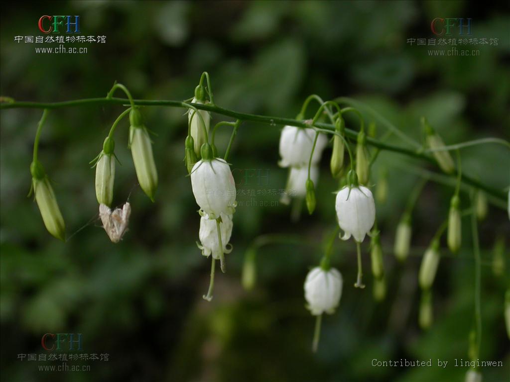  p>狭叶沙参〔拉丁学名: i>adenophora gmelinii /i> (spreng.