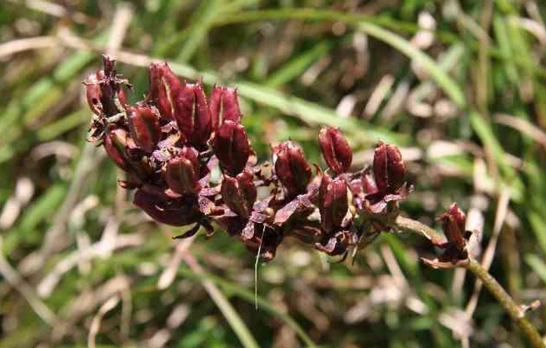  p>黑紫藜芦 i>(学名:veratrum japonicum) /i>,是百合科 a target="