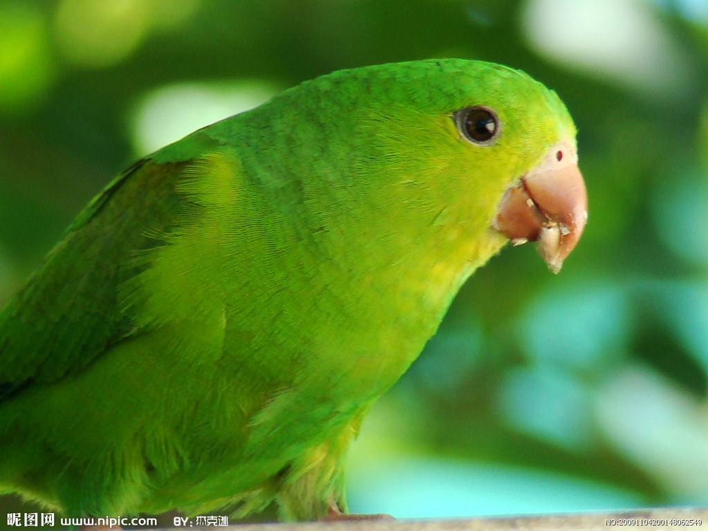 珍珠锥尾鹦鹉指名亚种