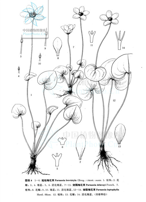 parnassia leptophylla
