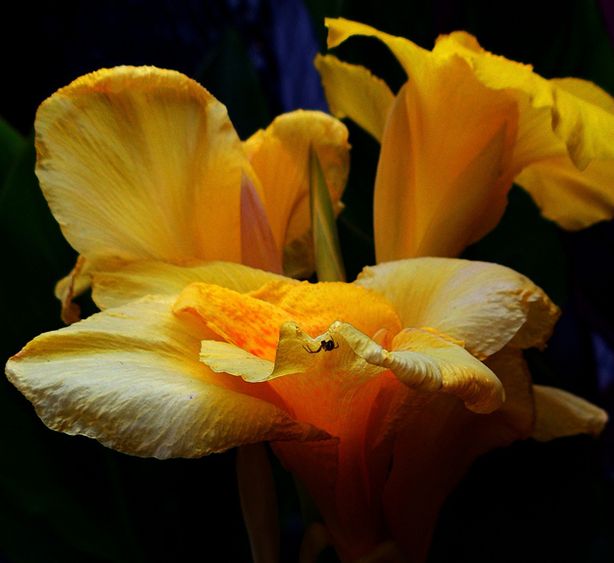 canna indica flava