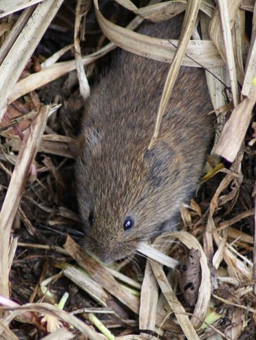  p>普通田鼠(学名:microtus arvalis)体长126~128mm,吻部短而钝,耳壳