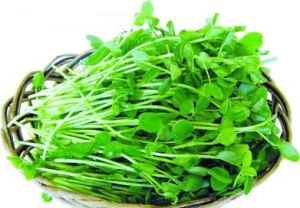 广东西洋菜