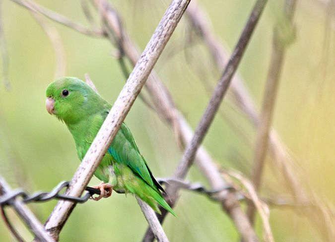  p>绿腰鹦哥(学名:forpus xanthopterygius)是一种 a target="_blank"