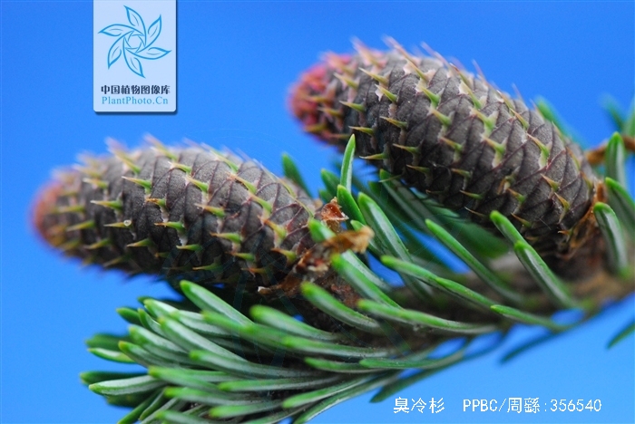  p>臭冷杉(拉丁学名: b>abies /b>  b>nephrolepis /b> (trautv.