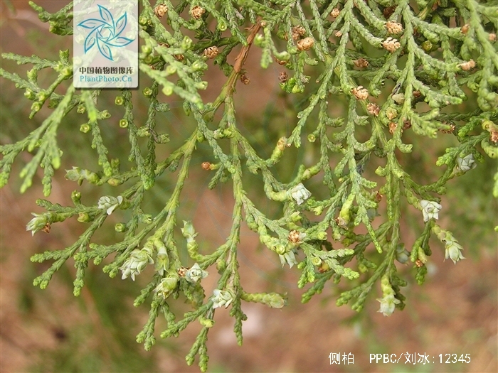  p>侧柏(学名: i>platycladus orientalis /i> (l.