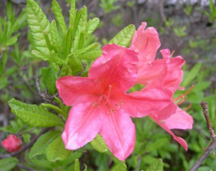  p>短脉杜鹃(学名: i>rhododendron brevinerve /i>  chun et fang): 