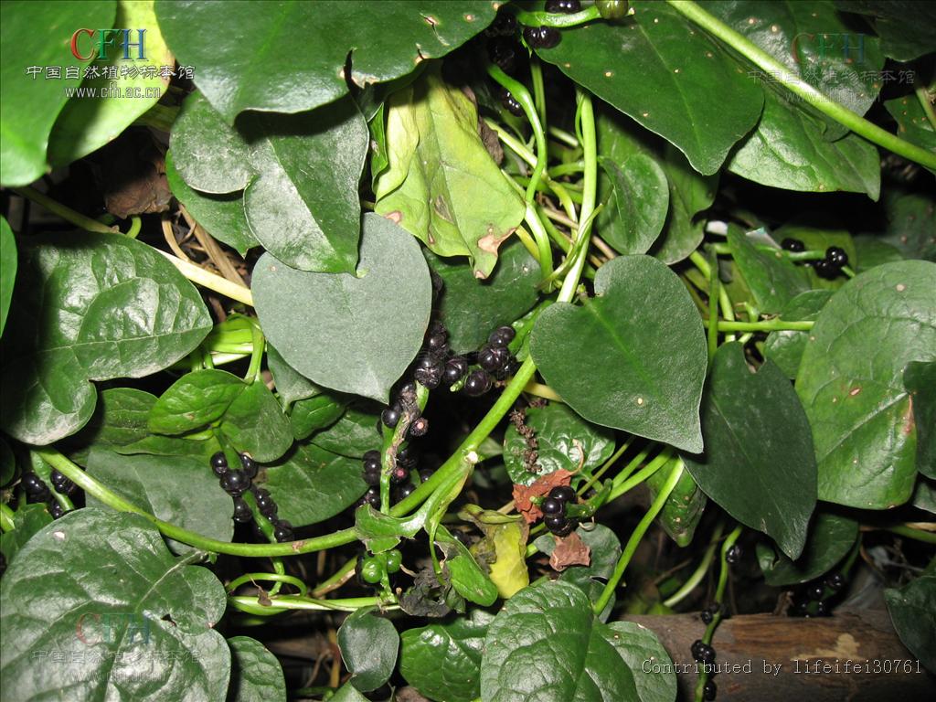  p>落葵属(学名:basella l.)是落葵科落葵属一年生或二年生缠绕草本.