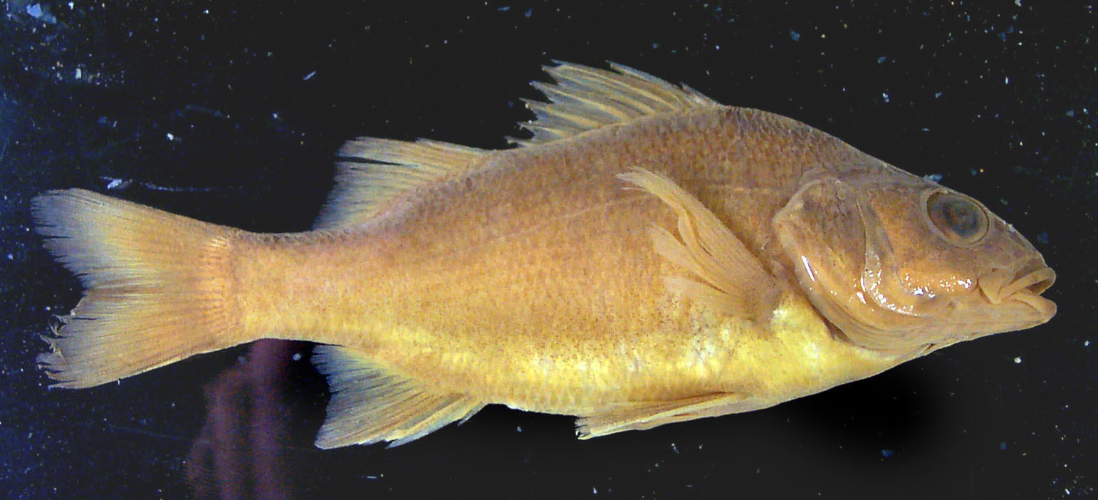  p>澳大利亚肺鱼(neoceratodus forsteri)又称澳洲肺鱼,昆士兰肺鱼,为