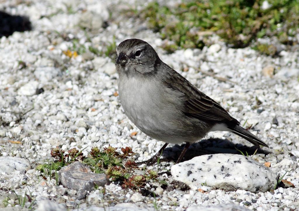  p>灰胸岭雀鹀属小型 a href="#" data-lemmaid="2173587">鸣禽 /a>.