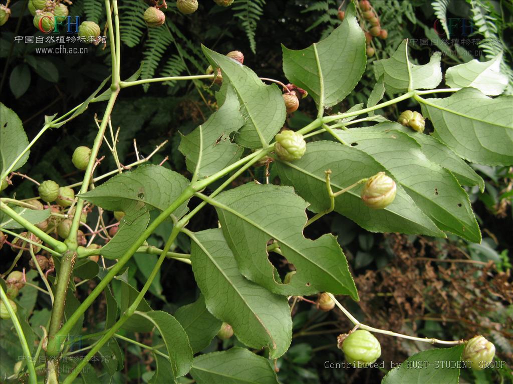dippel,别名酒药花,鸡肾果(广西),鸡眼睛(四川),小山辣子,山海椒