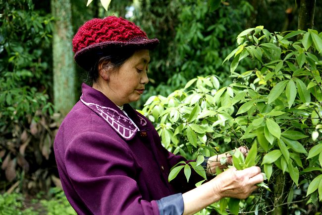  p>红白茶是白茶中的稀有品种,原产于中国 a targ