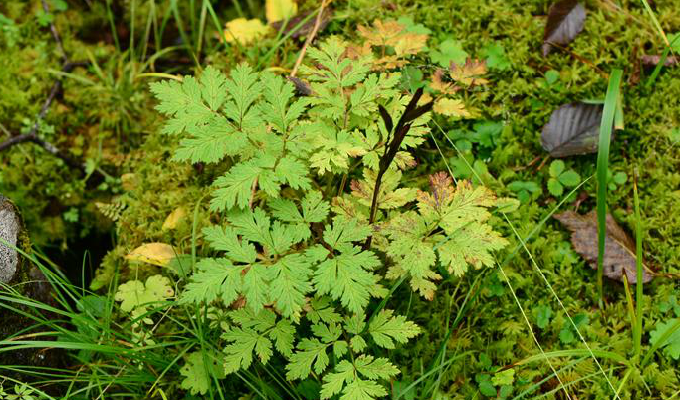 是毛茛科下的一个属,黄三七属植物有1种,分布于我国西南和 a hre"="