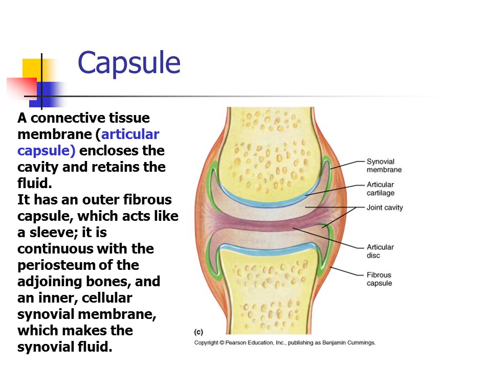  p>关节囊是由结缔组织构成的膜囊,附着于关节的周围,密封关节腔.