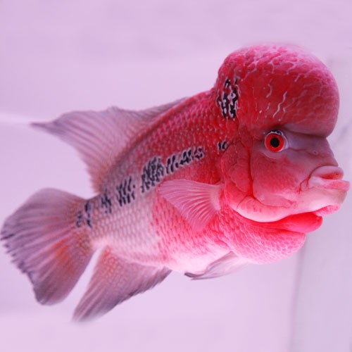  p data-id="gnth04zvhh">罗汉鱼也称为 a ta