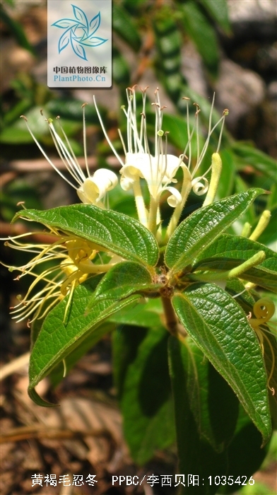  p>黄褐毛忍冬(学名: i>lonicera fulvotomentosa /i> hsu et s. c.