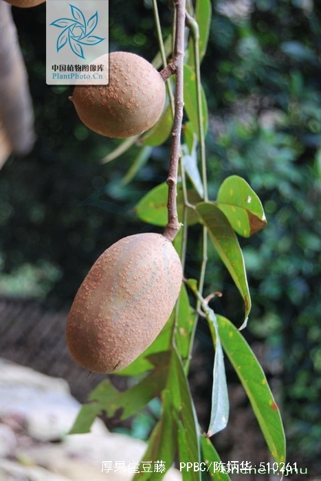  p>厚果崖豆藤(学名: i>millettia&nbsp;pachycarpa /i>&nbsp