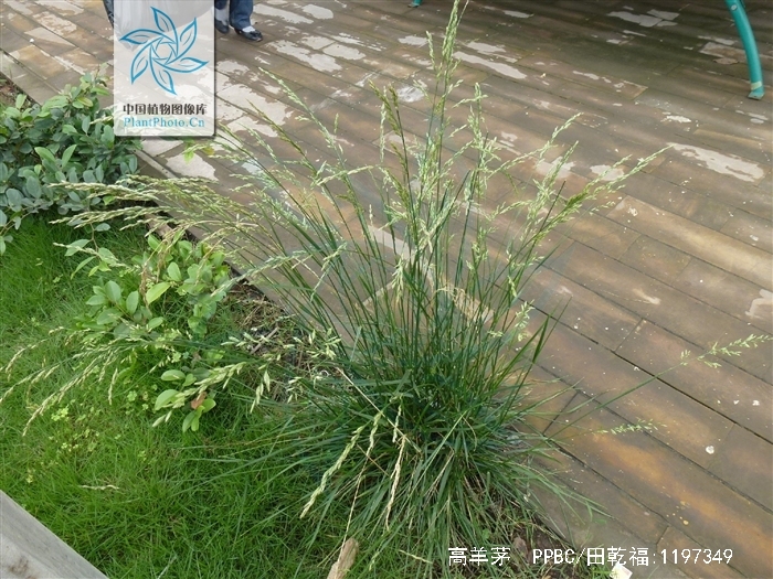 p>高羊茅(学名: i>festuca elata  /i>keng ex e.