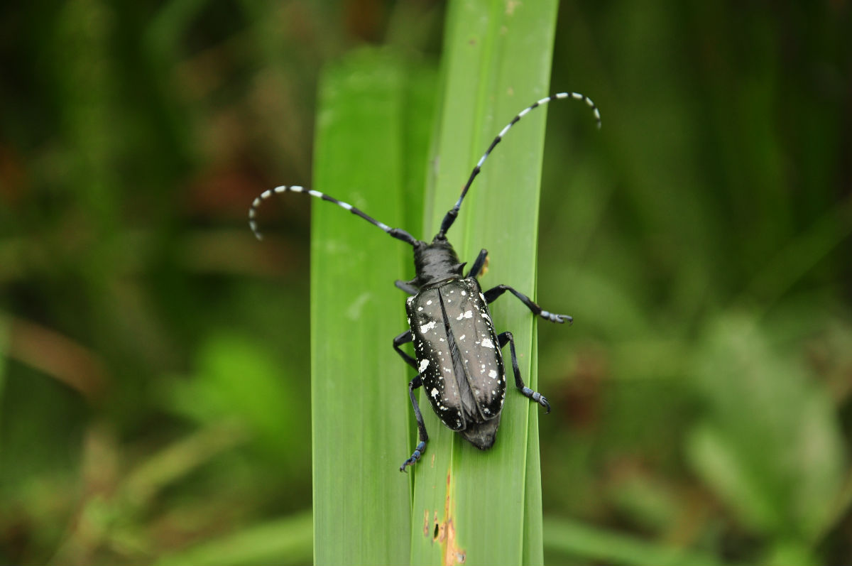  p>星天牛( i>anoplophora chinensis  /i>(forste