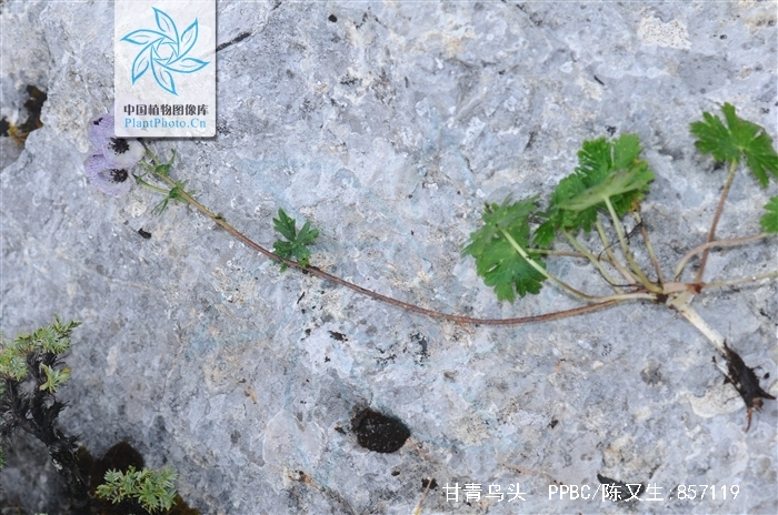 stapf)是毛茛科乌头属 a target="_blank" href="/item/植物