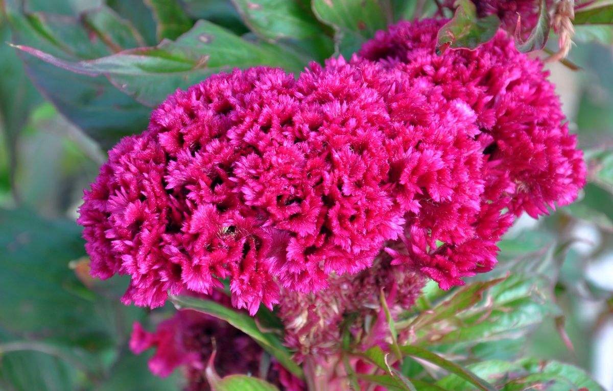 约25-30种,分布于地中海至亚洲中部及阿富汗.