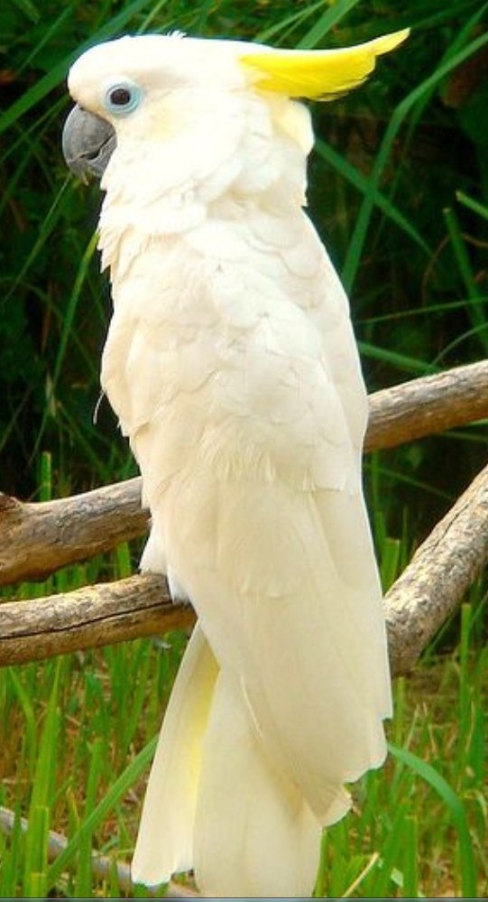  p>凤头鹦鹉是指属于凤头鹦鹉科(cacatuidae)的20种鸟类.