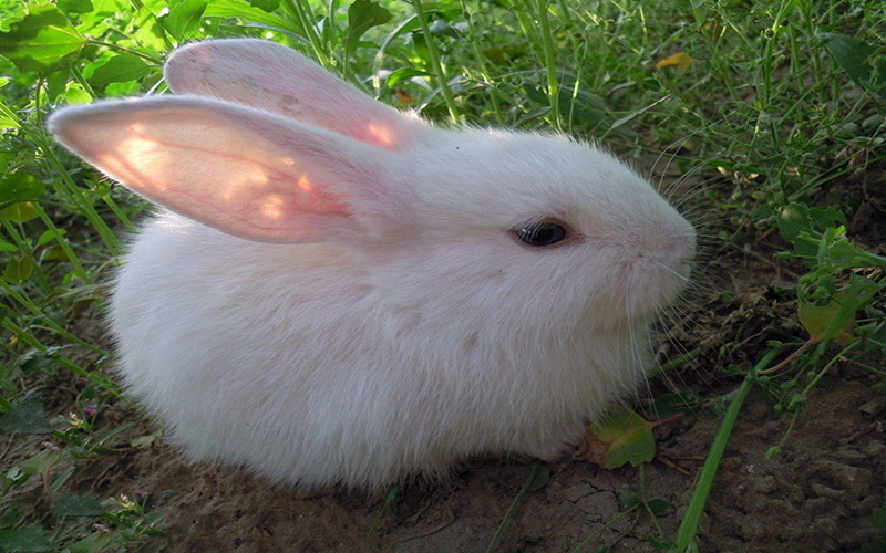 哈尔滨大白兔