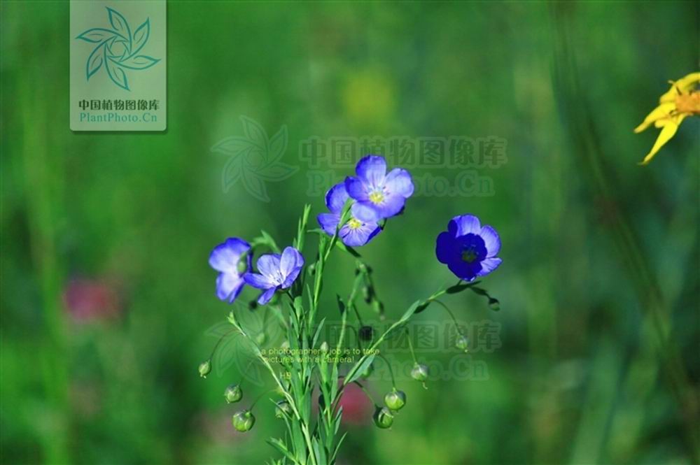  p>蓝花亚麻(拉丁学名:linum perenne)是一种多年生草本植物,植株高度