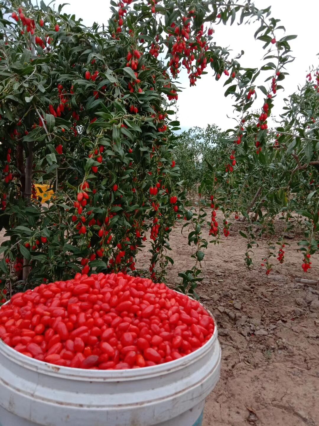 宁杞2号杂交个体166