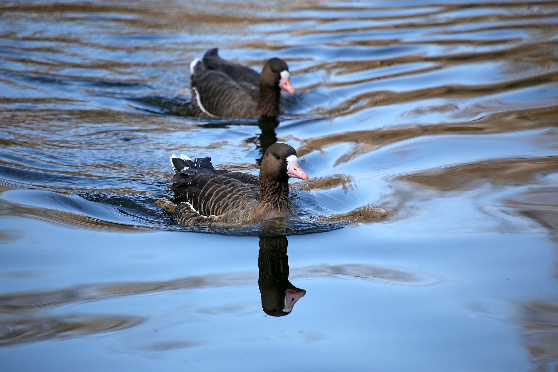  p>白额雁(学名: i>anser albifrons /i>)是雁属中体形大,个体重的