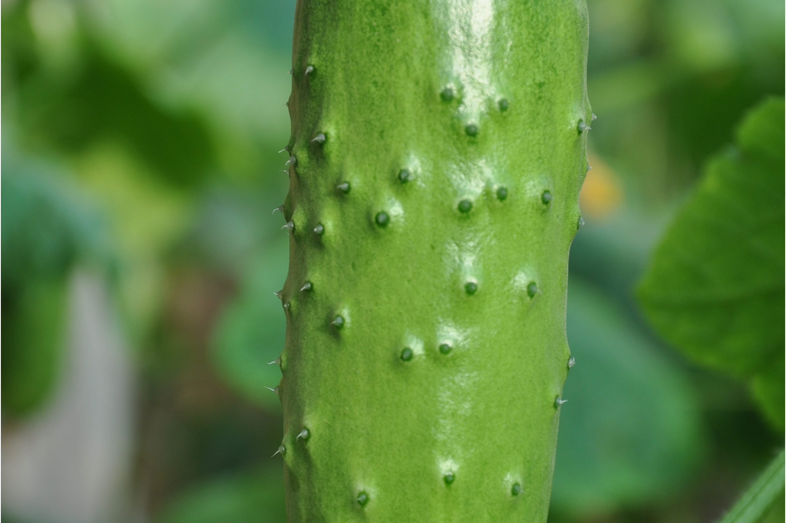 黄瓜是绿色的为什么叫黄瓜