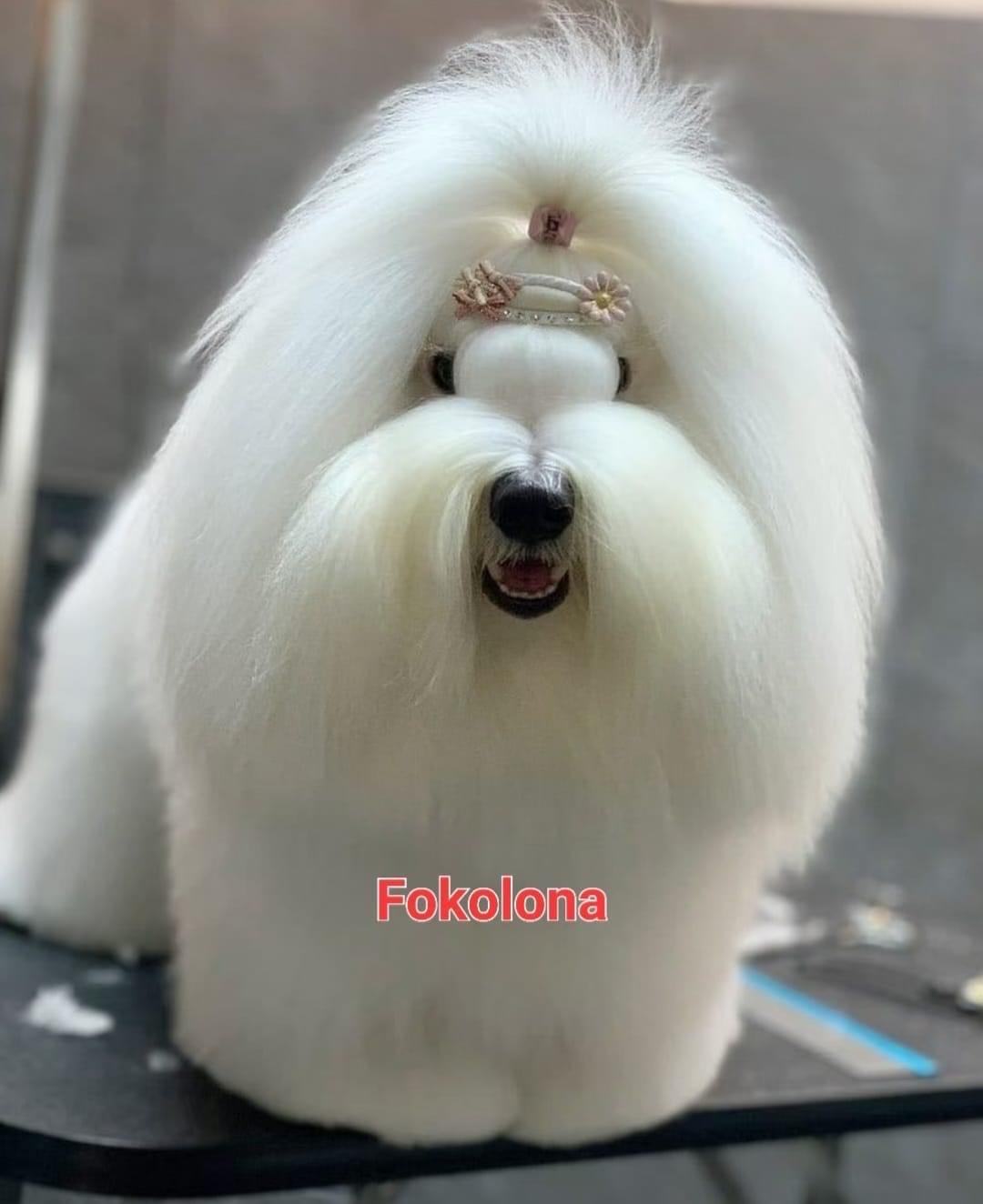 图莱亚尔绒毛犬