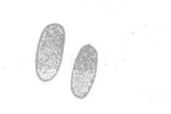 class="ref" data-ctrid="stiqinw9rsrp">黄麻立枯病是由立枯丝核菌