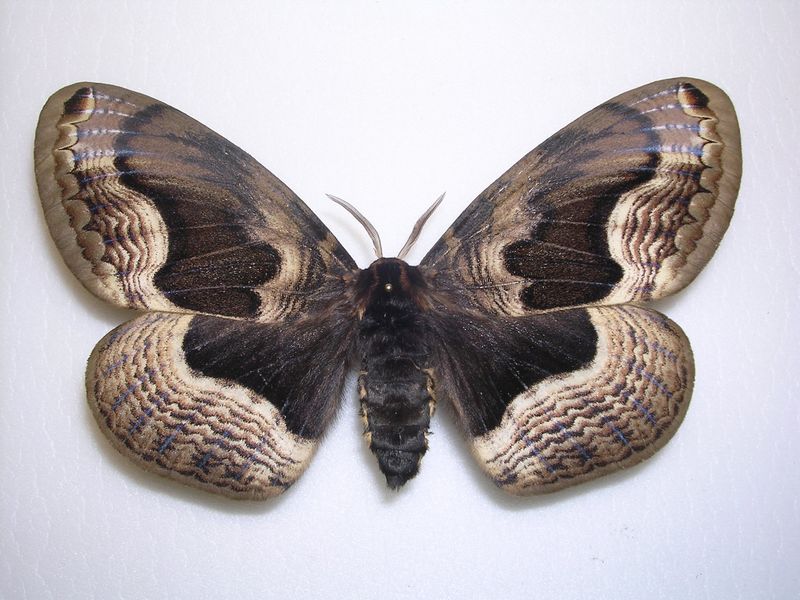  /i> chu et wang, a target="_blank" href="/item/钩蛾科/10081547"