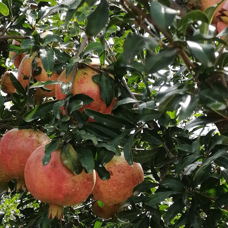 石榴蒙自红花白皮