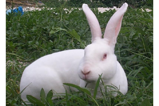 美系白色獭兔-6