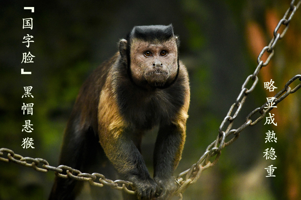  p>黑帽悬猴(学名: i>sapajus apella /i>):是卷尾猴科,悬猴属的动物.