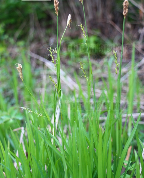 p>毛缘薹草(学名 i>carex pilosa/i scop)是莎草科薹草属植物.